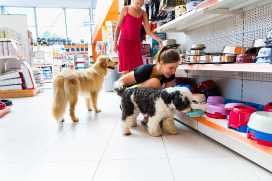 Pet Safety: Essential Supplies for Keeping Your Pet Secure and Protected