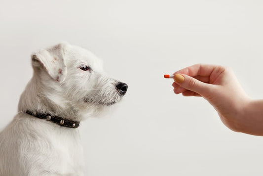 Pet Supplements: A Vital Part of Your Pet's Nutritional Needs