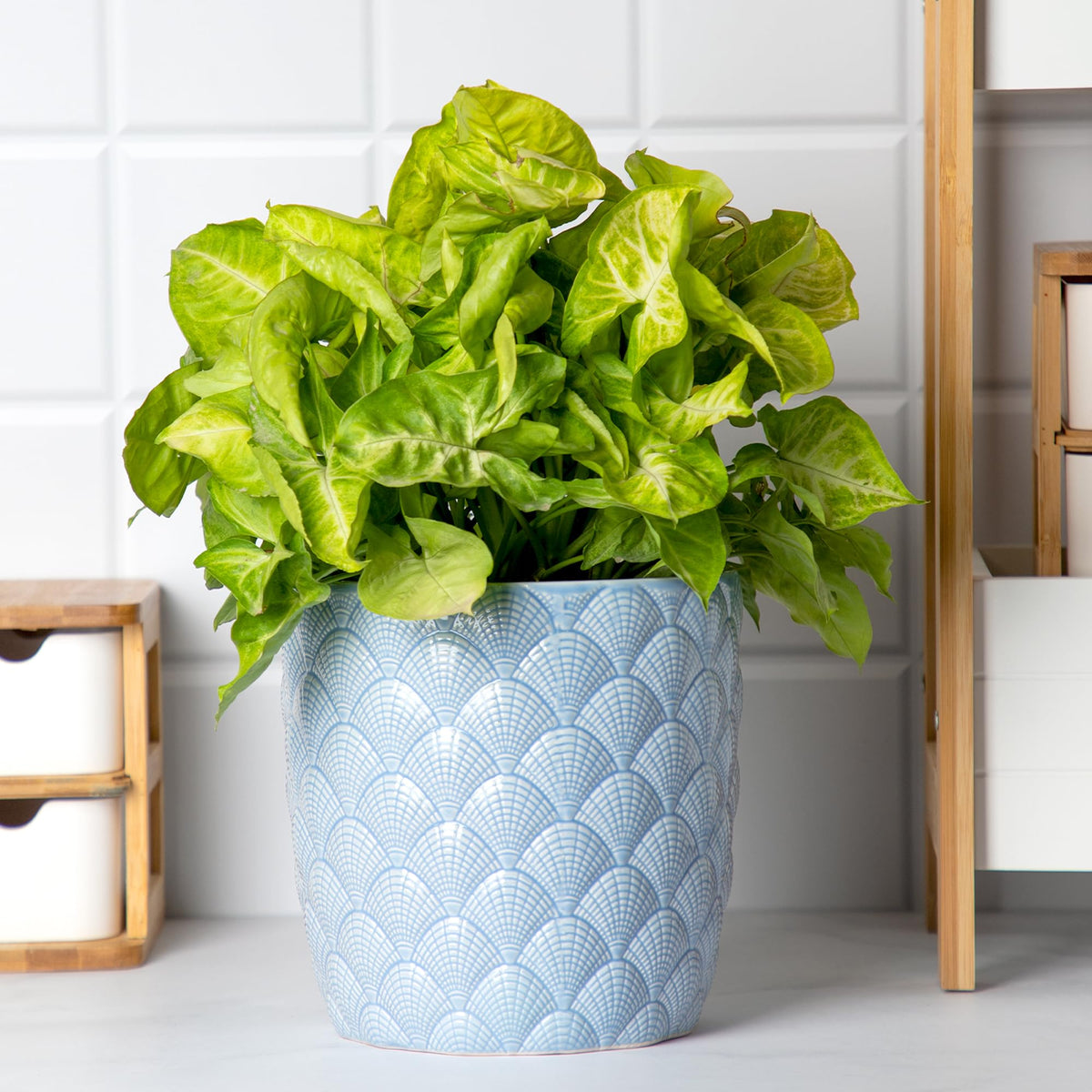 Anko Blue Shell Embossed Indoor Plant Pot for Home Decor | Flower Pot for Office Desk, Bedroom, Balcony, Living Room, Table Top, Terrace, Garden | Gamla for Plants | 17.5cm (H) x 17.5cm (Dia)