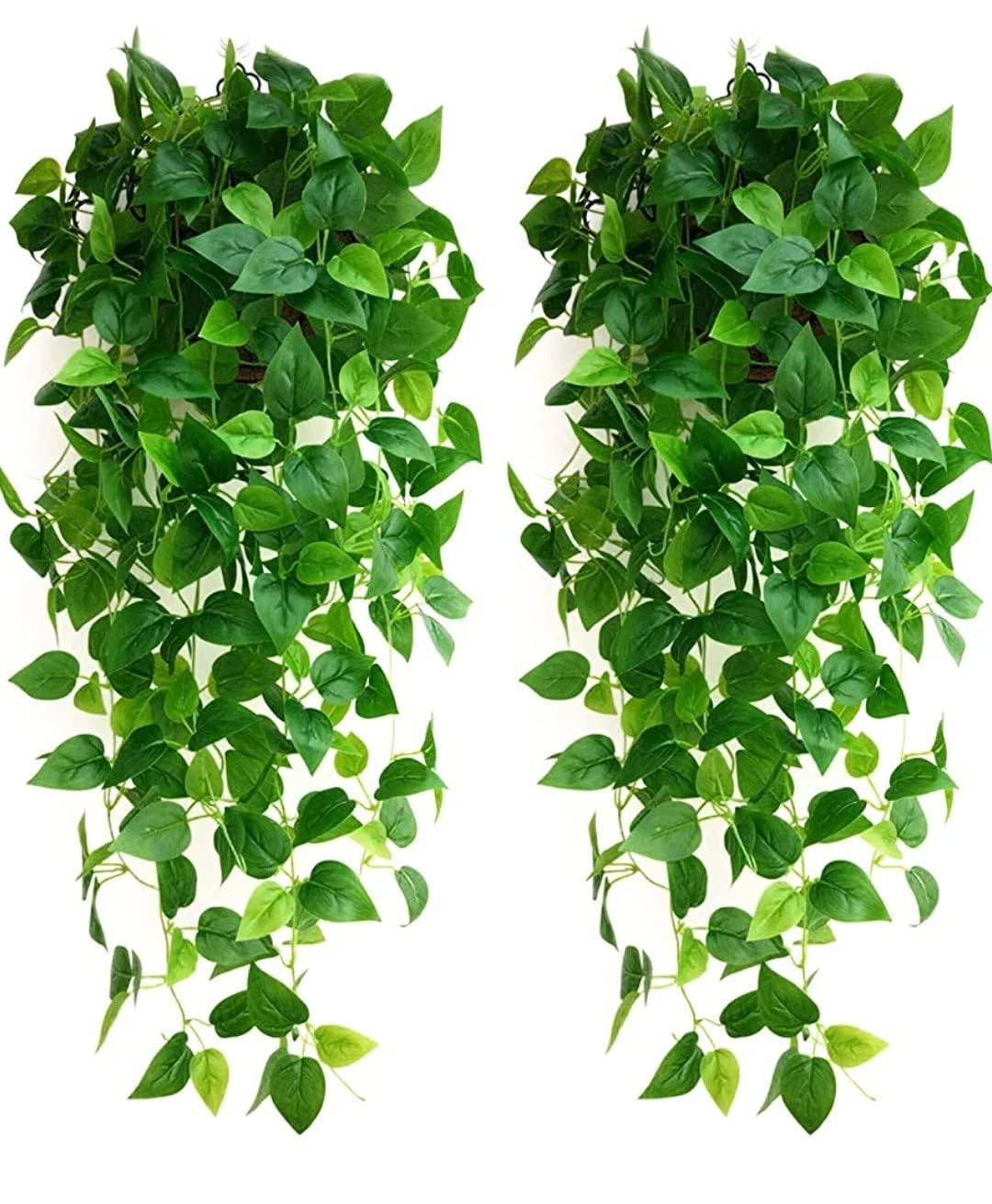 Ekhasa golden pothos hanging plant - Eco-friendly decor