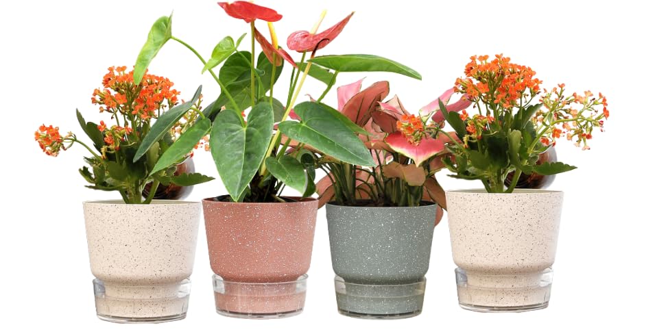 UMAI Self Watering Plant Pot - 5.5 inches (14.5 cm) Plant Pots | Plastic Automatic Watering Planters for Indoor, Outdoor, Balcony, Garden, Home, Office (Pack of 4, Multicolor)