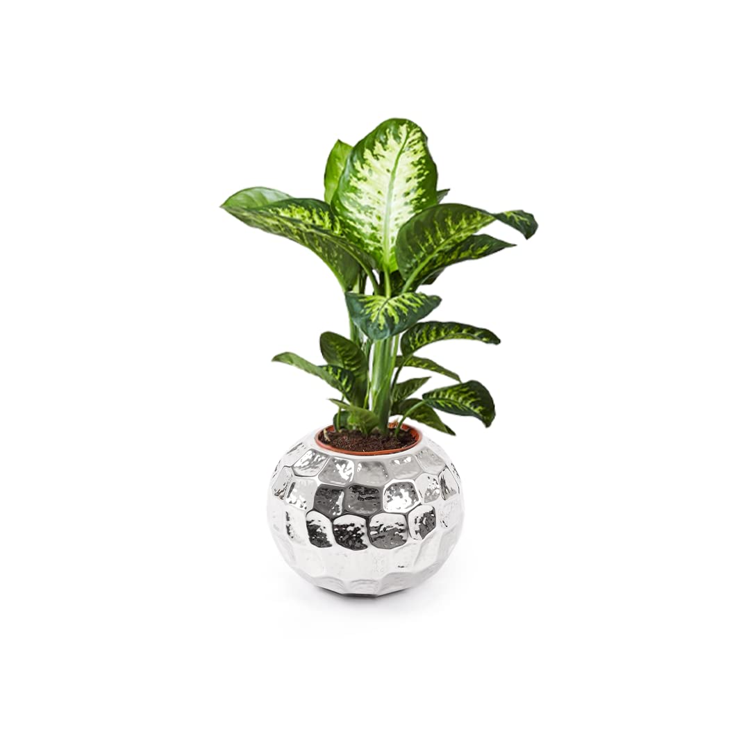 USHA SHRIRAM Stainless Steel Flower Pot | Round Shaped Planter | 12L | Rust Resistant | Home Décor | Sustainable | Planter for Office, Living Room | Indoor Plants