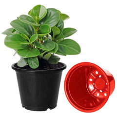 Kuber Industries Plastic Planters|Gamla|Flower Pots for Garden Nursery Home Décor,8"x6",Pack of 3 (Green,Red,Black)
